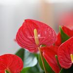 Chậu Hoa Thiết Kế Ấm Áp 114