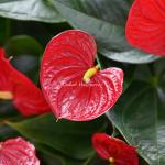 Chậu Hoa Thiết Kế Ấm Áp 114