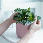 Chậu Sứ Cây Đuôi Công 008