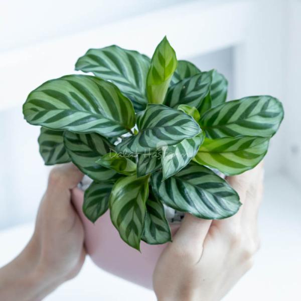 Chậu Sứ Cây Đuôi Công 008