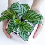 Chậu Sứ Cây Đuôi Công 008