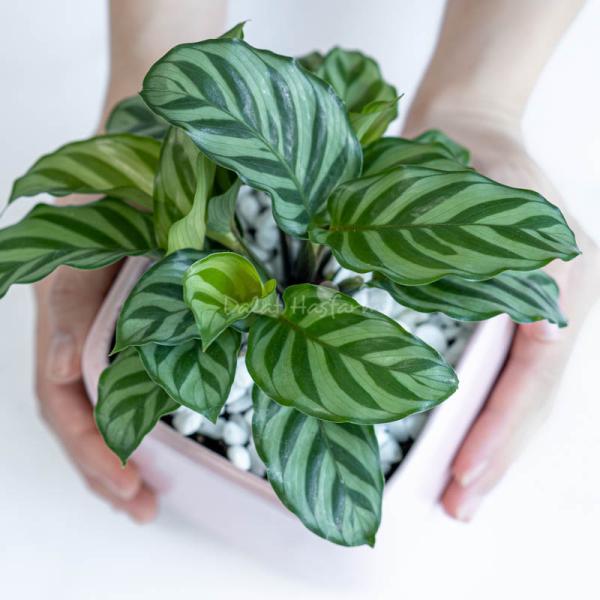 Chậu Sứ Cây Đuôi Công 008