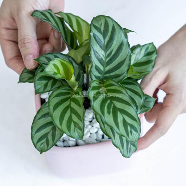 Chậu Sứ Cây Đuôi Công 008