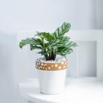 Chậu Sứ Cây Đuôi Công 008