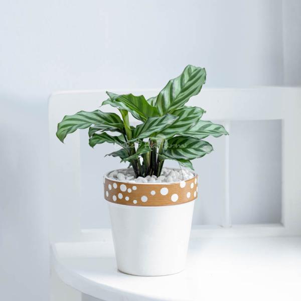 Chậu Sứ Cây Đuôi Công 008