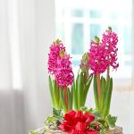 Giỏ Hoa Thiết Kế Hương Mùa Xuân 028