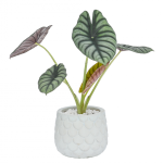 Chậu Cây Thiết Kế Mát Xanh 166