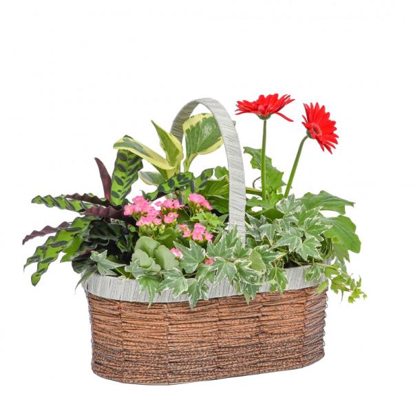 Chậu Hoa Thiết Kế Vườn Xinh 155