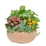 Chậu Hoa Thiết Kế Vườn Xinh 154