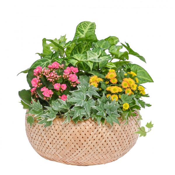 Chậu Hoa Thiết Kế Vườn Xinh 154