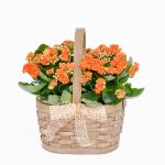 Giỏ Hoa Chậu Thiết Kế Trường Thọ 152