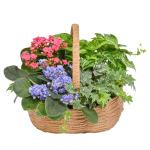 Giỏ Hoa Chậu Thiết Kế Vườn Xinh 153