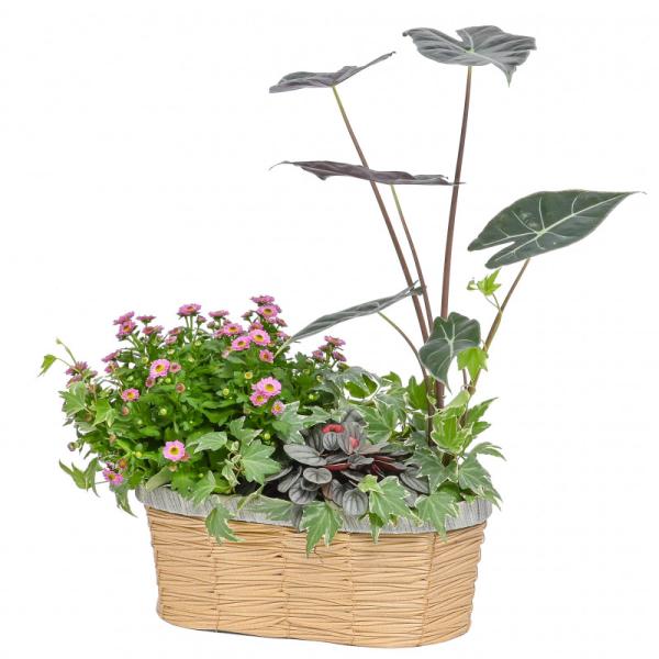 Chậu Hoa Thiết Kế Vườn Xinh 160