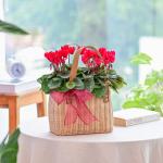 Chậu Hoa Thiết Kế Chào Ngày Mới 156