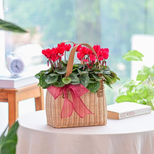 Chậu Hoa Thiết Kế Chào Ngày Mới 156