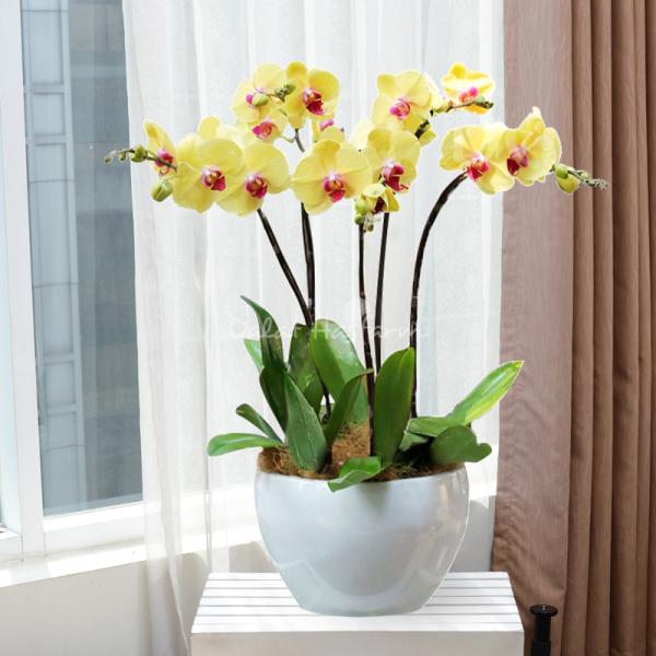 Lan Hồ Điệp Thành Ý 053