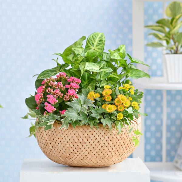 Chậu Hoa Thiết Kế Vườn Xinh 154