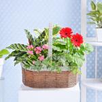 Chậu Hoa Thiết Kế Vườn Xinh 155