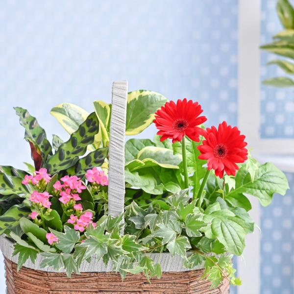 Chậu Hoa Thiết Kế Vườn Xinh 155