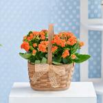 Giỏ Hoa Chậu Thiết Kế Trường Thọ 152