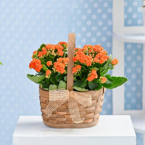 Giỏ Hoa Chậu Thiết Kế Trường Thọ 152