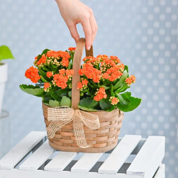 Giỏ Hoa Chậu Thiết Kế Trường Thọ 152