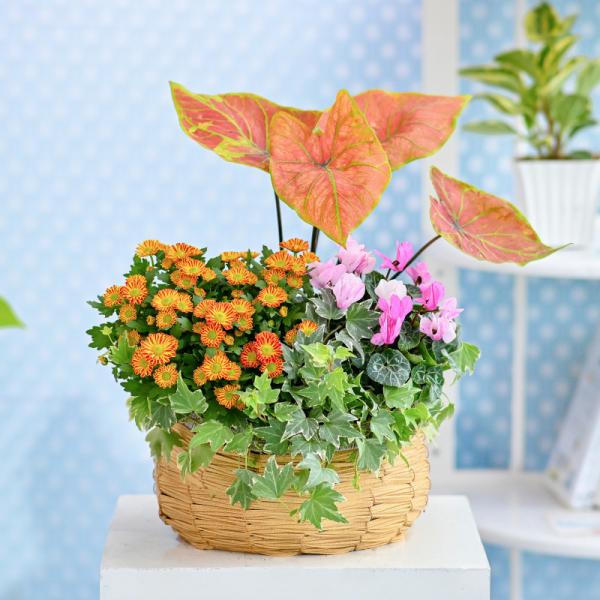 Chậu Hoa Thiết Kế Vườn Xinh 159