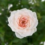 Giỏ Hoa Thiết Kế Yêu Thương 142