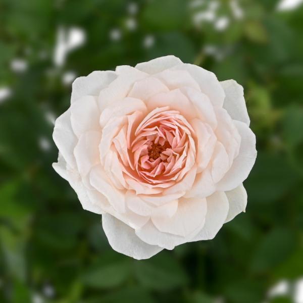 Chậu Hoa Thiết Kế Yêu Thương 144