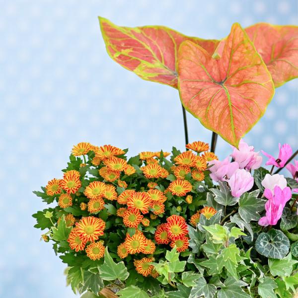 Chậu Hoa Thiết Kế Vườn Xinh 159