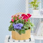 Chậu Hoa Thiết Kế Vườn Xinh 168