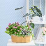 Chậu Hoa Thiết Kế Vườn Xinh 160