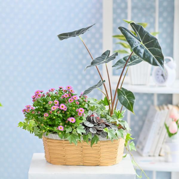 Chậu Hoa Thiết Kế Vườn Xinh 160