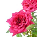 Chậu Hoa Thiết Kế Yêu Thương 144