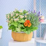 Chậu Hoa Thiết Kế Vườn Xinh 158