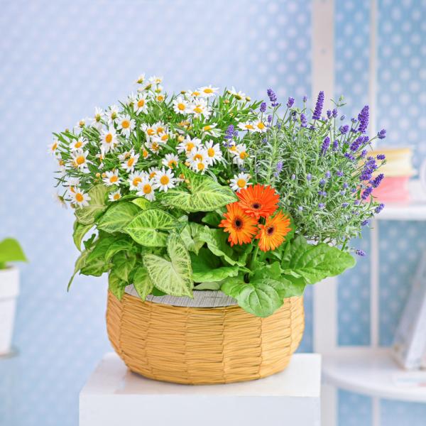 Chậu Hoa Thiết Kế Vườn Xinh 158