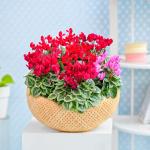 Chậu Hoa Thiết Kế Chào Ngày Mới 157