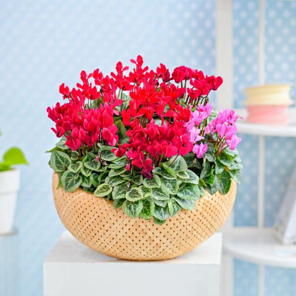 Chậu Hoa Thiết Kế Chào Ngày Mới 157