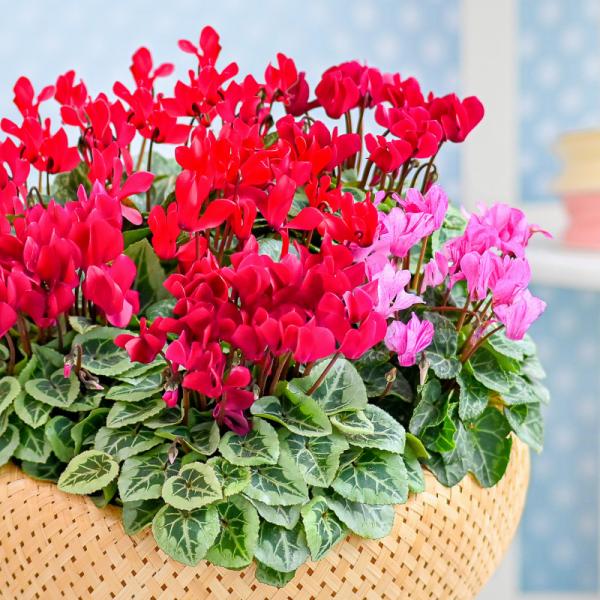 Chậu Hoa Thiết Kế Chào Ngày Mới 157