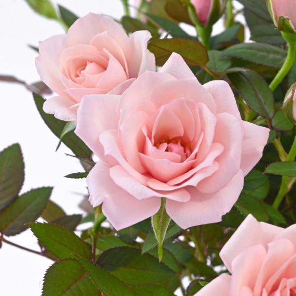 Chậu Hoa Thiết Kế Yêu Thương 144