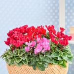 Chậu Hoa Thiết Kế Chào Ngày Mới 157