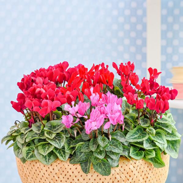 Chậu Hoa Thiết Kế Chào Ngày Mới 157