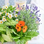 Chậu Hoa Thiết Kế Vườn Xinh 158