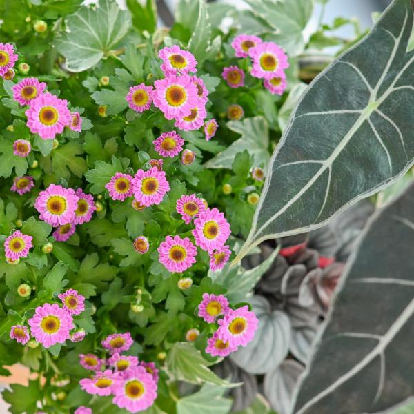 Chậu Hoa Thiết Kế Vườn Xinh 160