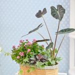 Chậu Hoa Thiết Kế Vườn Xinh 160