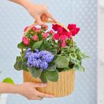 Chậu Hoa Thiết Kế Vườn Xinh 168