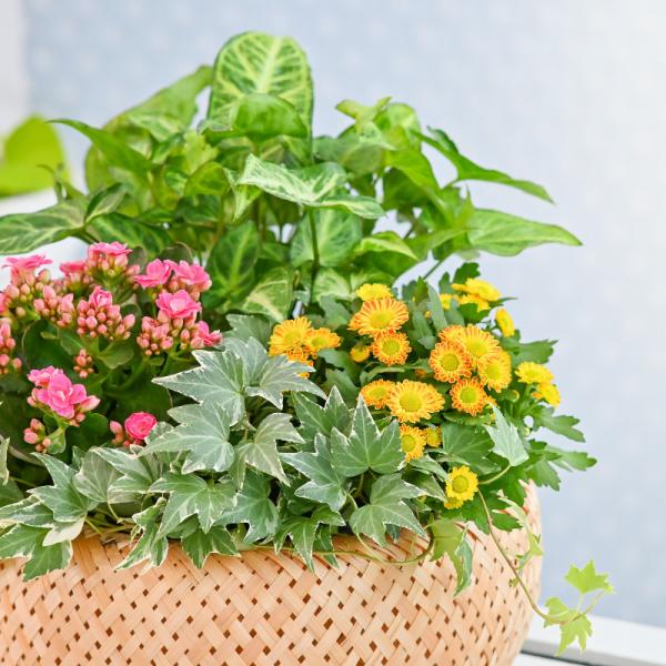 Chậu Hoa Thiết Kế Vườn Xinh 154