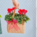 Chậu Hoa Thiết Kế Chào Ngày Mới 156