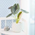 Chậu Cây Thiết Kế Mát Xanh 166