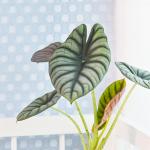 Chậu Cây Thiết Kế Mát Xanh 166